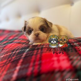 Gus - Lilac male Shih Tzu puppy in Walkertown, North Carolina from Lil’ Bit’s Shih Tzu