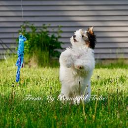 Luna - Black tan and white female Biewer Terrier puppy in Princeton, New Jersey from My Beautiful Tribe
