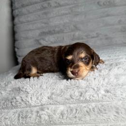 Amber - Chocolate and cream female Dachshund puppy in New Albany, Mississippi from Double A. Doxies