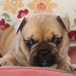 Chipper - Fawn male French Bulldog puppy in Winnsboro, Texas from JP Ranch Bulldogs