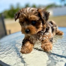 Oreo - Merle male Yorkipoo puppy in Ocala, Florida from Top Notch Pupz