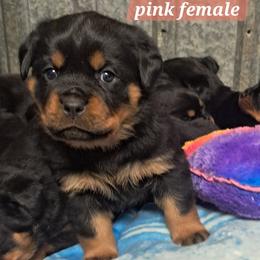 Girl 4 - Black and mahogany female Rottweiler puppy in De Witt, Iowa from Irish Eyes Kennels