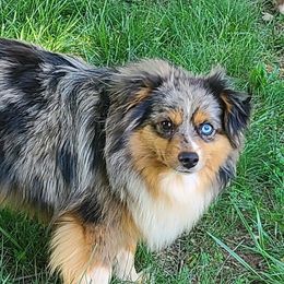 Jasper - Toy Australian Shepherd
