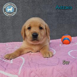 Astraea - Yellow female Labrador Retriever puppy in Elloree, South Carolina from Moonlight Kennels LLC