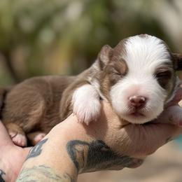 Stone - Red tri-color male Miniature American Shepherd puppy in Phoenix, Arizona from Outlaw Minis