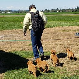 Golden Retriever and Labrador Retriever Puppies from Sutter Bay Retrievers
