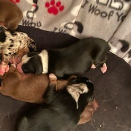 Miniature Australian Shepherds from Bunkey Latimer's Miniature Australian Shepherds