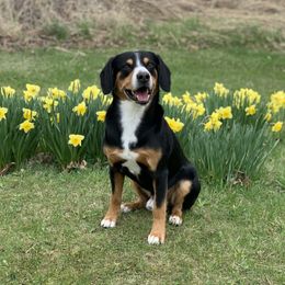 Princeton - Entlebucher Mountain Dog