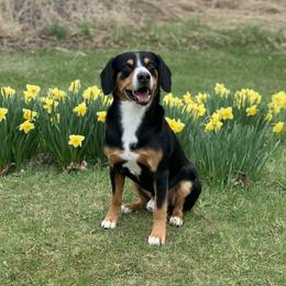 Princeton - Entlebucher Mountain Dog