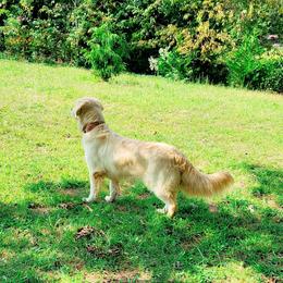 Paisley - Golden Retriever