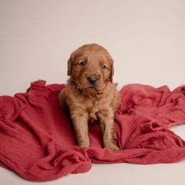 Boy 5 - male Golden Retriever puppy in Buhl, Idaho from Atkinson's Goldens