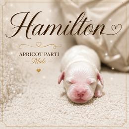 Hamilton - Cream male Australian Labradoodle puppy in Taylor, Michigan from Mi Best Doodle Ever, LLC