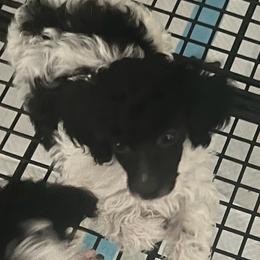 Sunflower-Yellow Collar - Phantom female Poodle puppy in Winter Haven, Florida from Herdez’s Poodles