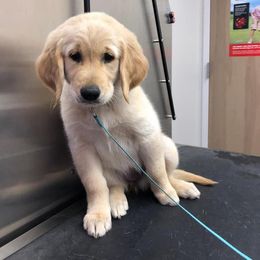 Golden Retriever and Goldendoodle Puppies from Guppy Puppies