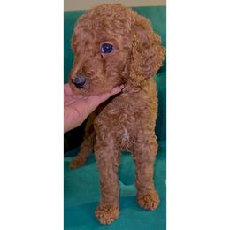 Poodle Puppies from Almighty Poodles