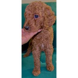 Poodle Puppies from Almighty Poodles