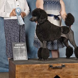 Poodles from Jackalope Poodles