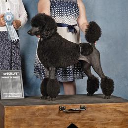 Poodles from Jackalope Poodles