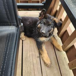 Yellow Girl - Black and red female German Shepherd puppy in Longview, Washington from Bunkerhill Shepherds