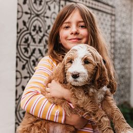Goldendoodle Puppies from Deer Valley Doodles