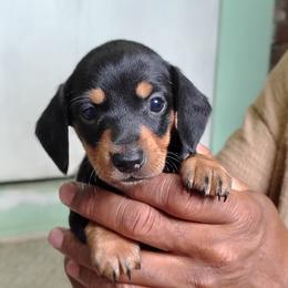 Rosie The Riveter - female Dachshund puppy in Windom, Minnesota from Wyrmhund Dachshunds