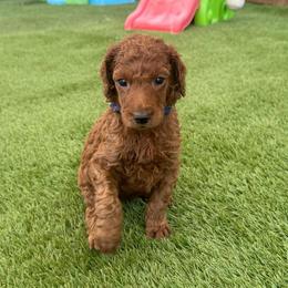 Cypress - Red  male Poodle puppy in Mount Vernon, Illinois from AMC Poodles
