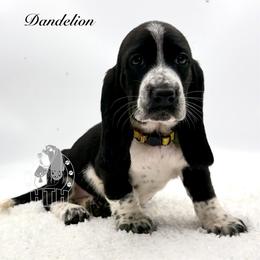 Dandelion - Black and white female Basset Hound puppy in Dingess, West Virginia from Tuckers' Howling Hounds