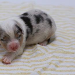 BMF 2 - Blue merle female Australian Shepherd puppy in Lakewood, California from Cloud Nine Kennel