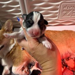 Boy 5 - Black and tan male Pembroke Welsh Corgi puppy in Caliente, California from Rafter Cross 7