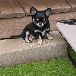 Cash - Black and tan male Chihuahua puppy in Bowdon, Georgia from Paschal's Pups