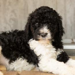 Cora - Parti female Poodle puppy in Grimsley, Tennessee from Above Standard Poodles