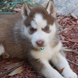Siberian Husky Puppies from Milly's Showline Pets