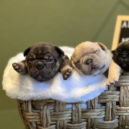 French Bulldog Puppies from South House Bulldogs