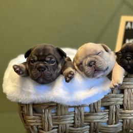 French Bulldog Puppies from South House Bulldogs