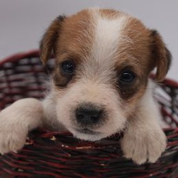 Axel - Tan and white male Jack Russell Terrier puppy in Menifee, California from Wendover Terriers