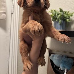 Boy 2 - Dark golden male Golden Retriever puppy in Arizona from Golden Penny AZ
