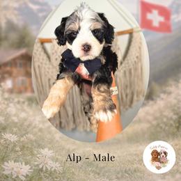 Alp - Tri-color male Bernedoodle puppy in Canton, Georgia from Teddy Puppies