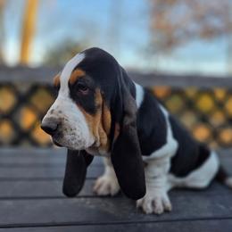 Ryder - Black brown and white male Basset Hound puppy in Denison, Texas from Emma Lou's Baby Bassets