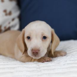 Wrangler - Cream male Dachshund puppy in Fredonia, Arizona from Kaibab Dachshunds