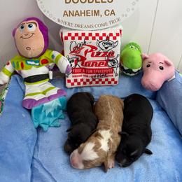 Jessie - Red female Australian Labradoodle puppy in Orange, California from Little Kingdom Doodles