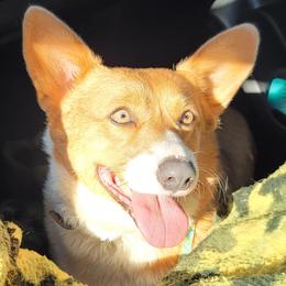 Hattie - Pembroke Welsh Corgi