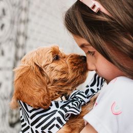 Goldendoodle Puppies from Deer Valley Doodles