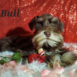 Bull - Miniature Schnauzer puppy in Vernal, Utah from High Uinta Schnauzers