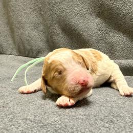 Mint - Parti female Goldendoodle puppy in Celina, Texas from Kennedy Doodles