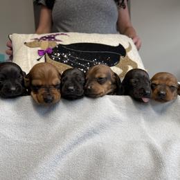 Dachshund Puppies from Army of Dachshunds