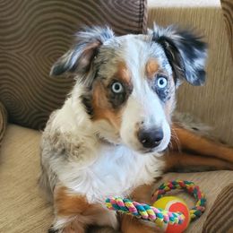 Australian Shepherds and Toy Australian Shepherds from DD's Kennel