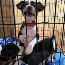 Obsidian (Obi) - Black white and tan male Rat Terrier puppy in Molalla, Oregon from The Puppy Patch Rat Terriers