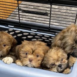 Maltese and Shih Tzu Puppies from BayView Pups