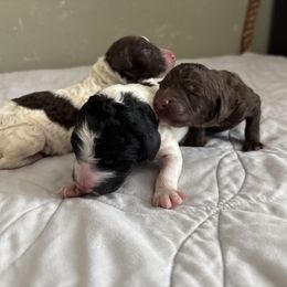 Poodle Puppies from Genesis Kinnibrugh