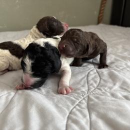 Poodle Puppies from Genesis Kinnibrugh